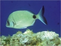 Pêche Sous Marine : stage à Sète