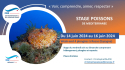 Stage Poissons de Méditerranée 2024