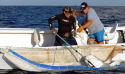 Conf CDEBS31 : Requins, Profilage Génétique