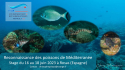 Stage Poissons de Méditerranée 2023