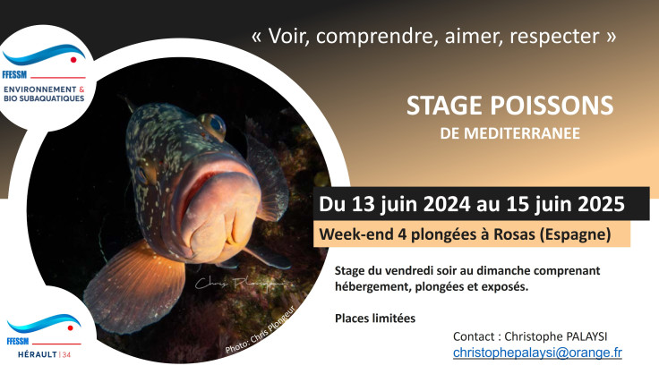 Stage Poissons de Méditerranée 2025