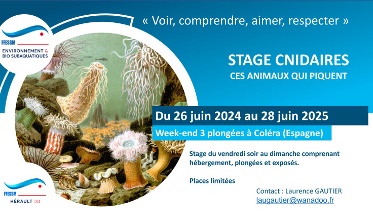 Stage Cnidaires 2025