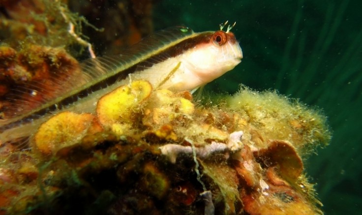 Stage : poissons de la cote catalane