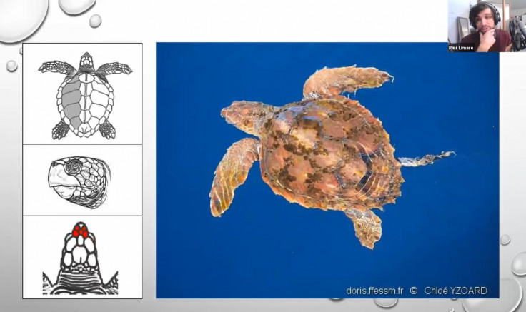 Beau succès pour la 1ère visioconférence bio sur les Tortues marines !