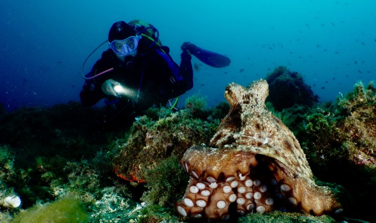 Un poulpe et son plongeur