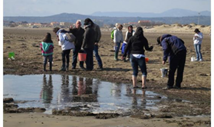 Sortie « Laisses de mer » à Port-La-Nouvelle