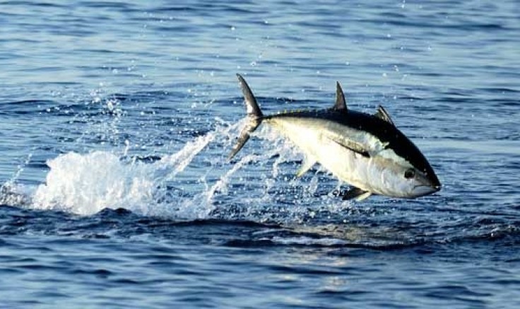 Pêche-sous-marine-Pêche au thon