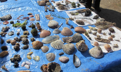 CDEBS31 : Sortie "Laisses de mer"